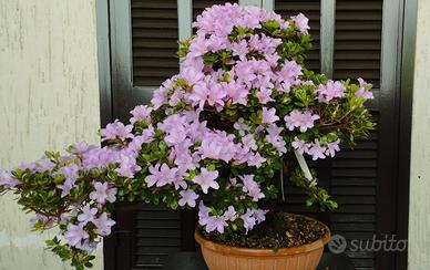 azalea satsuki kompu bonsai 