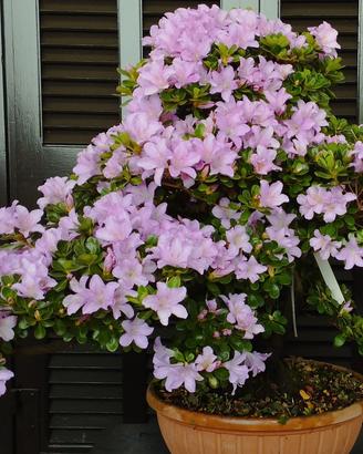azalea satsuki kompu bonsai 