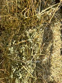 Ballette erba medica