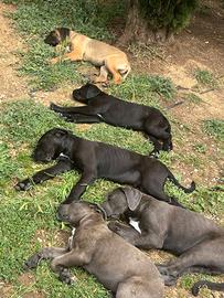 Cuccioli di cane corso