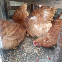 Galline