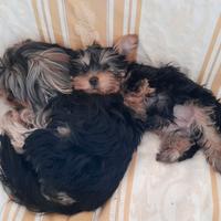 Yorkshire terrier
