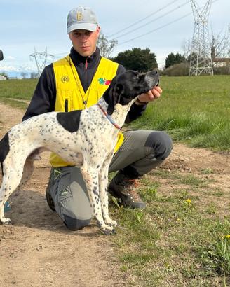 Pointer Inglese