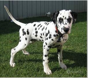 Cucciolo dalmata