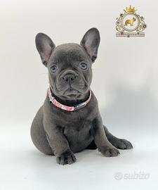 Baby Principessina Bulldog Francese Total Blu