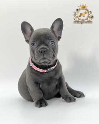 Baby Principessina Bulldog Francese Total Blu