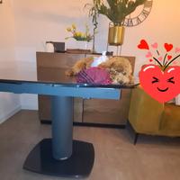 Barboncina di 6 mesi di nome Stella