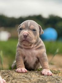 American pitbull terrier