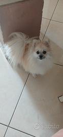  spitz Pomerania 1 anno