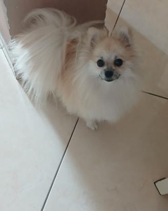  spitz Pomerania 1 anno