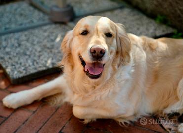 Cuccioli di golden retriever, con pedigree