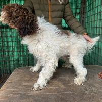 Lagotto di un anno