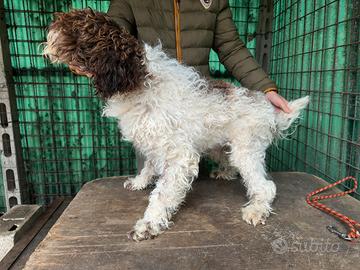Lagotto di un anno