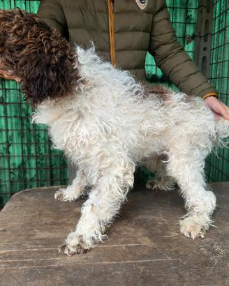 Lagotto di un anno