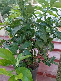 Piante di limoni