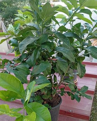Piante di limoni