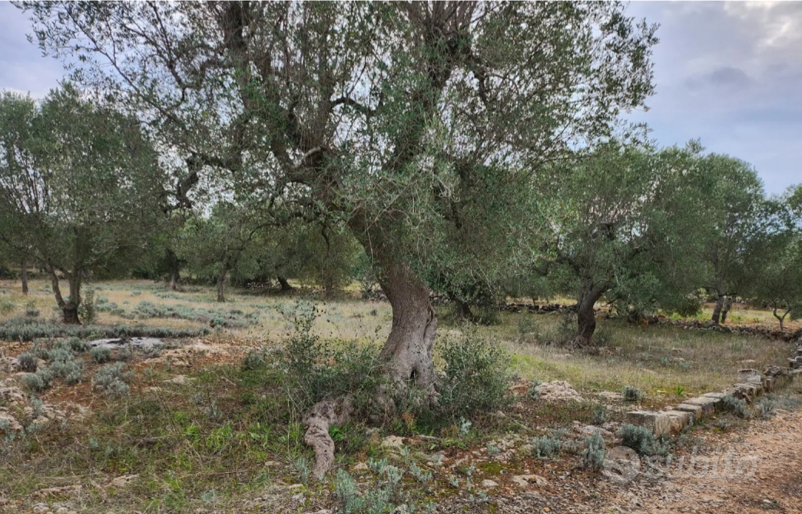 Terreno agricolo con alberi di ulivi - Altro