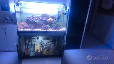 Acquario marino 