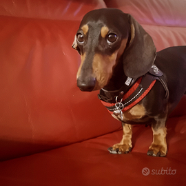 Bassotto nano per accoppiamento