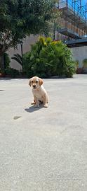 Golden retriver