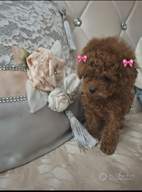 Barboncina toy e mini