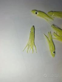 polipetto octopus pesca