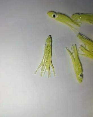 polipetto octopus pesca