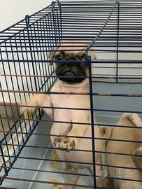 Cuccioli di carlino