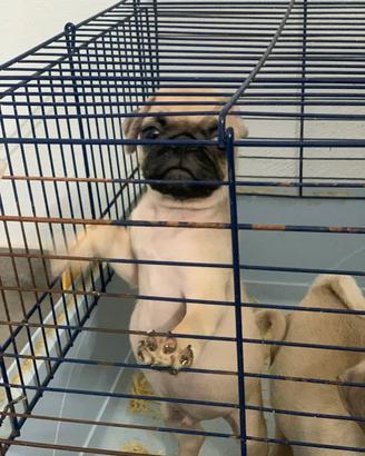 Cuccioli di carlino
