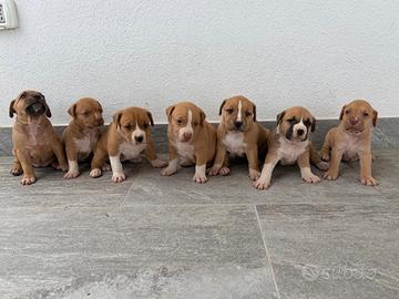 Cuccioli amstaff
