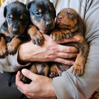 Cuccioli di dobermann altissima genealogia