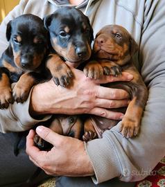 Cuccioli di dobermann altissima genealogia