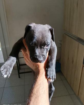 Pitbull
