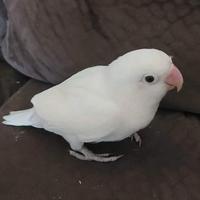 Pappagallini inseparabili uccellini