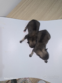 Toy pomerania spitz tedeschi nano pedigree mini