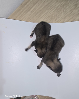 Toy pomerania spitz tedeschi nano pedigree mini