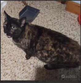 PANDORA una gattina particolare