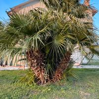 Palma washingtonia a piu rami