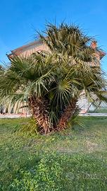 Palma washingtonia a piu rami