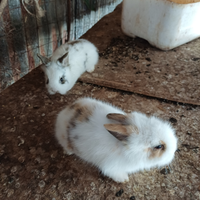 Coniglietti nani testa di leone