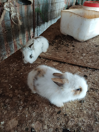 Coniglietti nani testa di leone