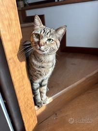 Gattina per accoppiamento