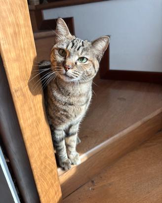 Gattina per accoppiamento