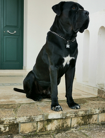 Cane corso per monta
