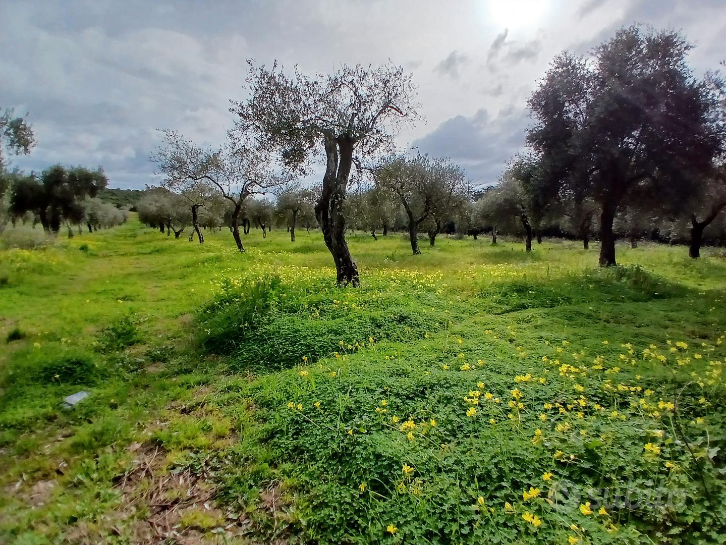 Terreno oliveto, fronte strada, Prato Comunale - Vista 4