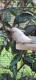 Cocorite inglese albino