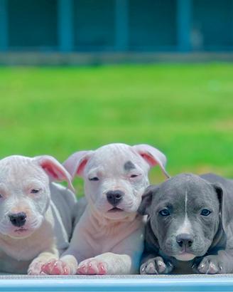 Amstaff blu occhi blu