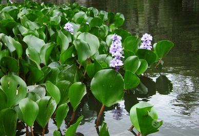 Eichhornia azurea (3 talee radicate)