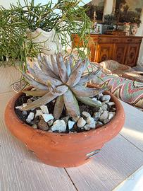 Echeveria unguiculata adulta