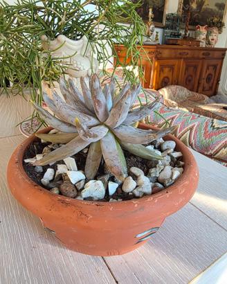 Echeveria unguiculata adulta